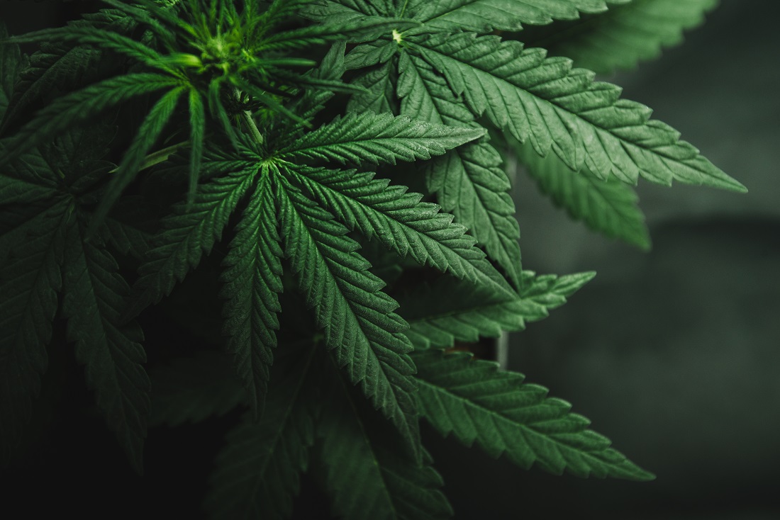 DMG Blockchain Will Build a Blockchain-Based Platform for the Cannabis Industry