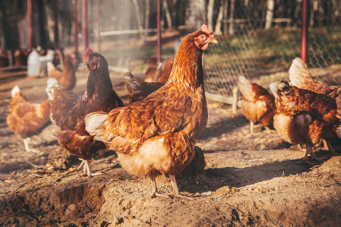 Bitcoin Cash Donations Through HandCash Help Feed This Chicken Coop on Twitch