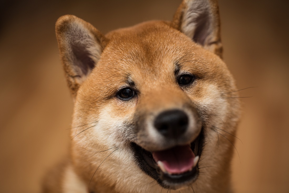 Dogecoin Price Looking for New Support  Doge4Amazon Petition Almost Reached Goal