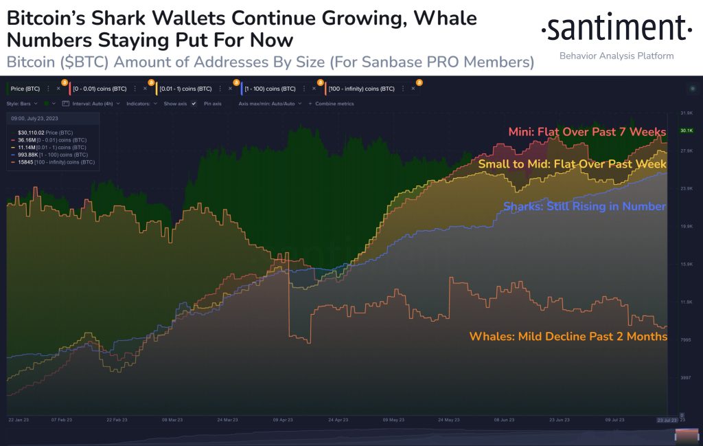 Bitcoin Whale Watch As Bitcoin Briefly Makes A $30K Price Rebound