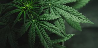dmg blockchain cannabis