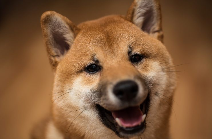 shiba inu dogecoin