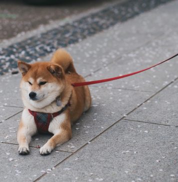 dogecoin price down