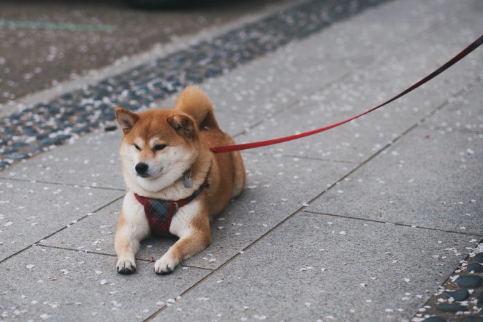 dogecoin price down