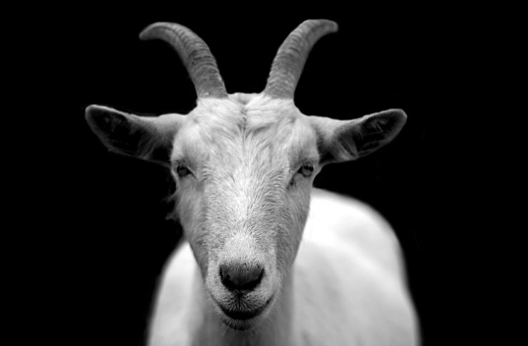 NullTX Goat Science