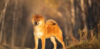 Portraiit of adorable and happy shiba inu dog standing in the forest at golden sunset. Cute Red shiba inu female puppy in autumn