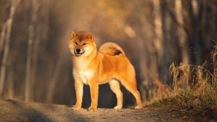 Portraiit of adorable and happy shiba inu dog standing in the forest at golden sunset. Cute Red shiba inu female puppy in autumn