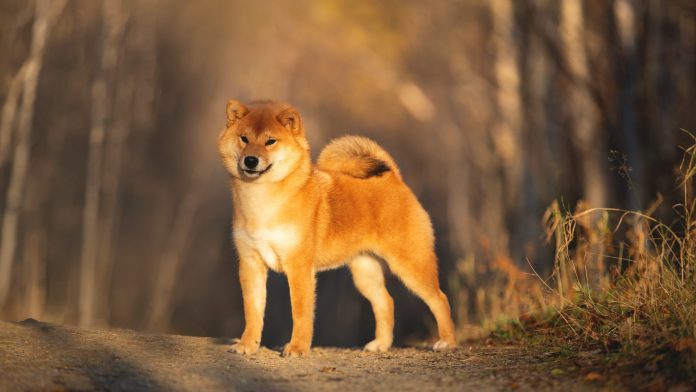 Portrét rozkošného a šťastného psa shiba inu stojaceho v lese pri zlatom západe slnka. Roztomilé šteniatko červenej shiba inu na jeseň