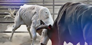 crypto bull market