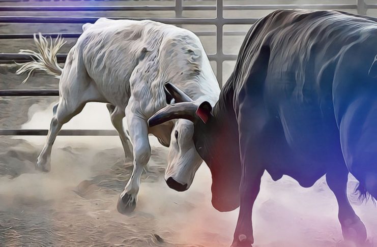 crypto bull market